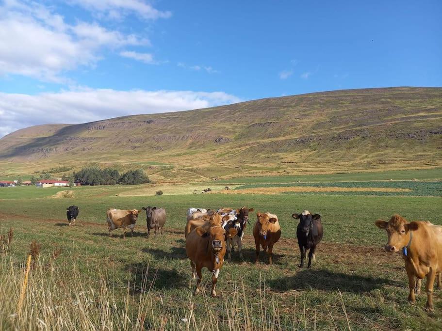 Þorsmoerk Farm 12 Min From Akureyri Leilighet Svalbarthseyri Eksteriør bilde